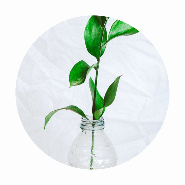 plante-verte-dans-une-bouteille-en-plastique